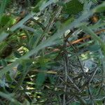 Genista scorpius Bark