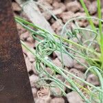 Albuca spiralis Folha