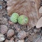 Quercus roburFruit