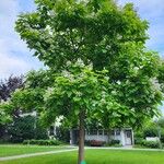 Catalpa bignonioidesList