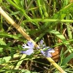 Polygala vulgaris Fleur