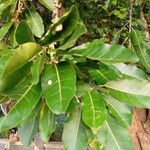 Ficus virens Leaf