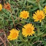 Inula ensifolia Flor