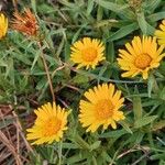 Inula ensifolia Flower