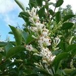 Ligustrum japonicum 花