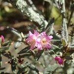 Rhododendron pubescens Flor