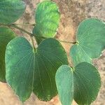 Bauhinia purpurea Feuille