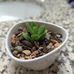 Crassula lanuginosa Hostoa