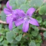 Campanula portenschlagianaFlower