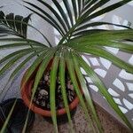 Howea forsteriana Hoja
