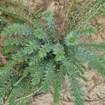 Euphorbia paralias Hábitos