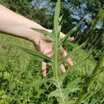 Silphium laciniatum পাতা