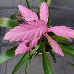 Tillandsia guatemalensis Flor