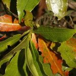 Gordonia fruticosa Leht