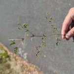 Euphorbia hyssopifolia Blatt