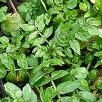 Nasturtium officinale Levél