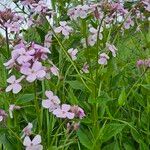 Hesperis matronalis ফুল