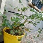 Ficus pumila Deilen
