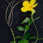 Mandevilla funiformis autre