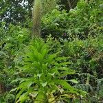 Lobelia giberroa Habit