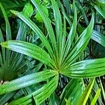 Rhapis micrantha Hoja