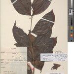 Warneckea acutifolia Otro