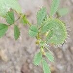 Medicago radiata Fiore