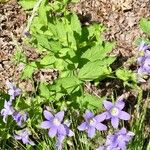 Campanula lactiflora Natur