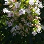 Echium decaisnei Blüte