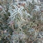 Phlomis purpurea Blatt