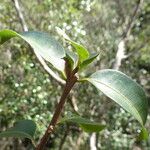 Pouteria eugeniifolia 叶