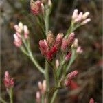 Pseudognaphalium ramosissimum Floare