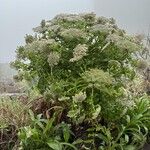 Daucus decipiens Žiedas