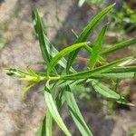 Freylinia lanceolata Hoja