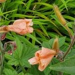 Oenothera stricta Blüte