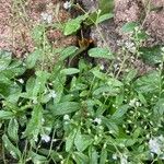 Myosotis arvensis Feuille