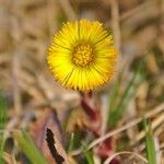 Tussilago farfara Flower