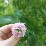 Trifolium hybridum Õis