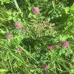 Trifolium pratenseFlower