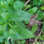 Malcolmia maritima ഇല