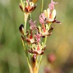 Juncus gerardi 花