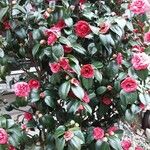 Camellia japonica Συνήθη χαρακτηριστικά