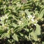 Galenia pubescens Hábito