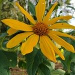 Tithonia diversifolia 花