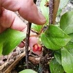 Schisandra rubriflora Flower