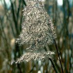 Phragmites australis 花