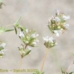 Thymus baeticus Other