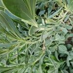 Hertia cheirifolia List