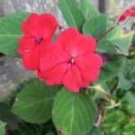 Impatiens wallerianaFlower