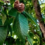 Betula alleghaniensis Plod